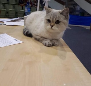 slider 3-gracja-blue